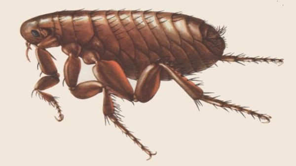 Antique close up image of a flea