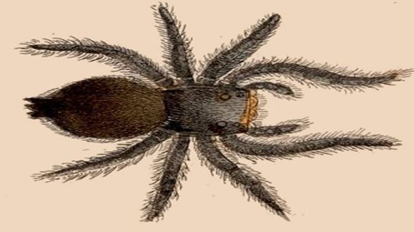 An antique etching of a spider