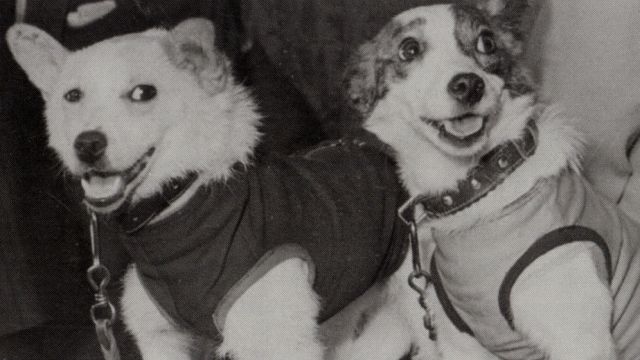 Belka And Strelka The First Animals To Return From Space