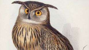 Eagle Owl (Bubo maximus) By Edward Lear