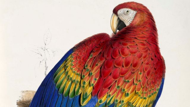 Macaw Painted By Edward Lear