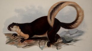 Lear's Painting Of An Animal From The Menagarie