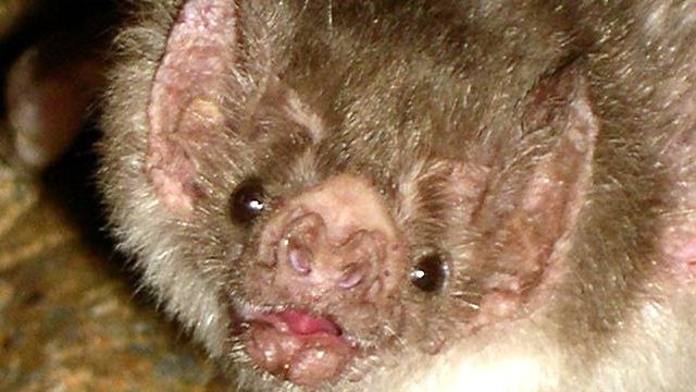 Vampire Bat