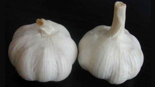 Garlic Offers Protection Against Vampires