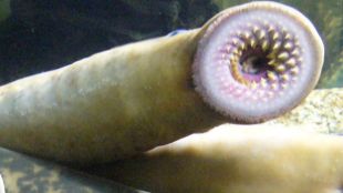The Mouth Of A Lamprey Eel